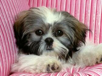 Centro Pet Shih Tzu