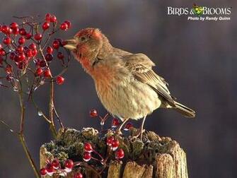 Birds And Blooms Wallpaper Amazing