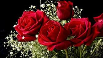 Red Rose Desktop Background Wallpaper HD Net