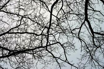High Resloution Tree Branches Texture Black Background And