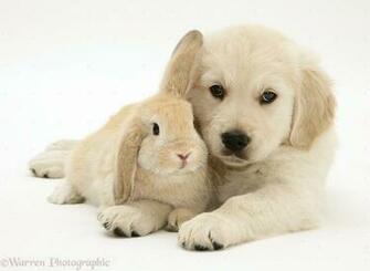 Golden Retrieverlunawsome