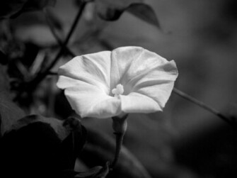 Flowers Abstract I Hope You Like It Black And White