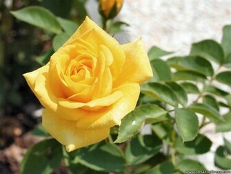 Desktop Wallpaper Flowers Gardens Background Yellow Rose