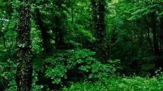 Forest Wallpaper