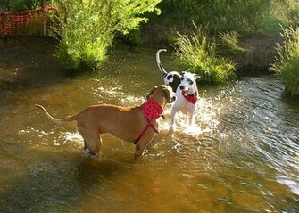 Great Dane Wallpaper Puppy Pictures Breed Info