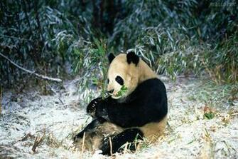 Winter Feast Giant Panda Pap Is De Parede Para Pc