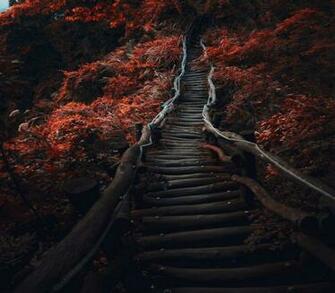 Landscape Nature Path Dark Trees Fall Shrubs Red Wallpaper