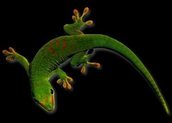 Gecko Wallpaper