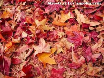 Desktop Wallpaper For Leaves Late Fall Los Angeles California
