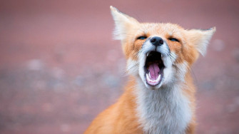 Cute Fox Wallpaper