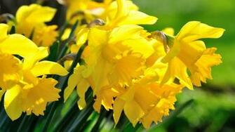 Daffodils Wallpaper