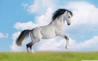 White Horse Photography Backdrop Snow Computer Wallpaper