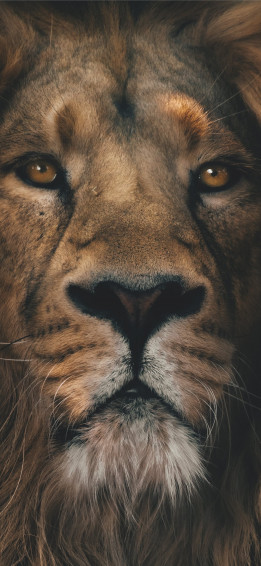 Lion iPhone HD Wallpaper