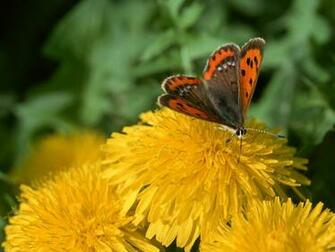 Related Wallpaper Animals Insects Insect