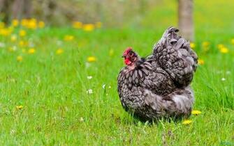 Chicken In Field Wallpaper