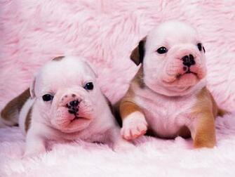 Adorable Bullldog Puppies
