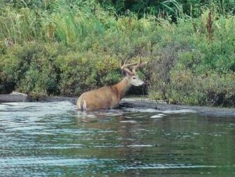 Outdoor Wallpaper Maine Buck