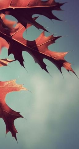 The iPhone Wallpaper Fall Oak Leaves