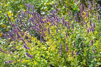 Sweet Flavorful Purple Licorice Wallpaper