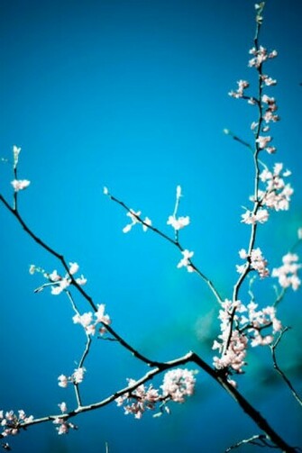 Blue Bg And White Flower iPhone HD Wallpaper
