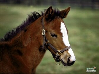 Springtime Foal Screensaver And Desktop Wallpaper