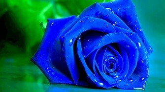 Green Rose Wallpaper HD