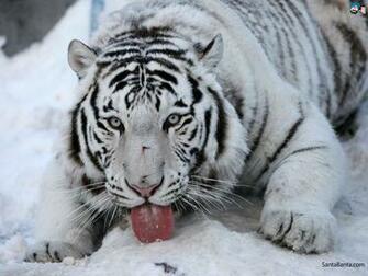 Tigers Wallpaper