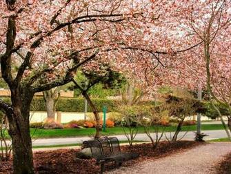 Tag Cherry Tree Wallpaper Image Photos Pictures And Background