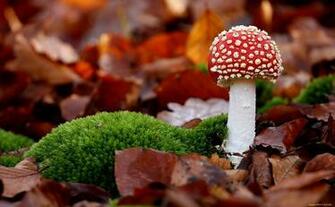 Mushroom Computer Wallpaper Desktop Background Id