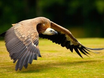 Vulture Bird Soaring Wallpaper HD S
