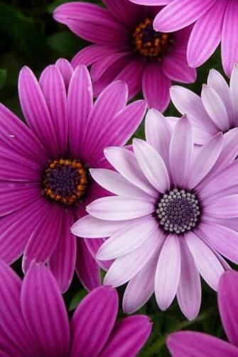 Attractive High Quality Flowers Wallpaper For iPhone