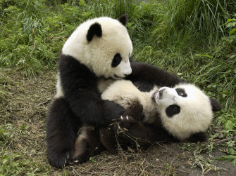 Panda Wallpaper Pack