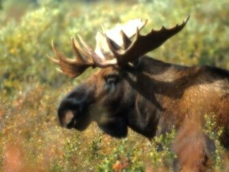 Moose Gallery