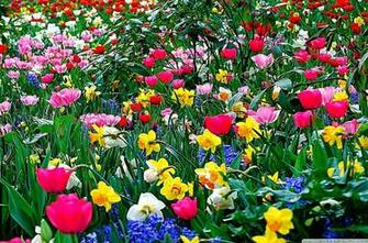 Desktop Spring Flowers Best HD Wallpaper