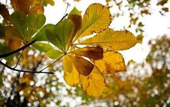 Seasons Vondelpark Amsterdam Background Wallpaper Jpg