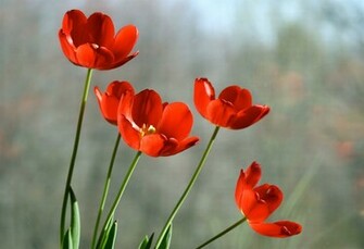 Red Tulips Flowers In Rain Wallpaper Flower