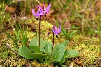 Google Spring Wildflowers Wallpaper Picswallpaper