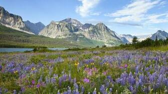 Spring Beauty Wildflower Wallpaper Related Keywords