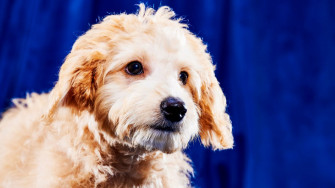 Puppy Bowl Time Dog Lineup And What To Know Cnn