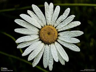 Geographic Wallpaper Flowers Spring Rain Desktop Nexus