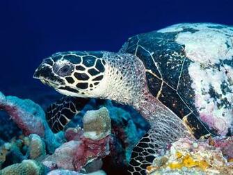 Turtle HD Wallpaper