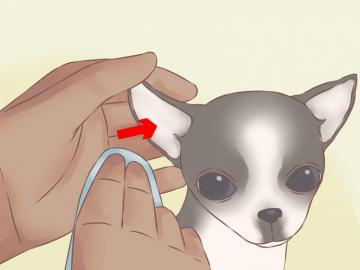 Care For Your Chihuahua Puppy With Pictures Wikihow