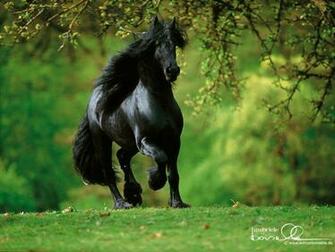 Horse Wallpaper Horses