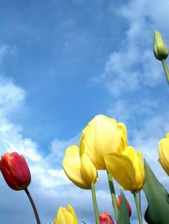 Tulip Background Wallpaper