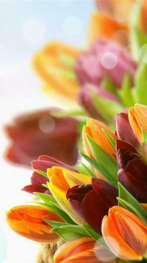 Tulips Flowers Colorful Close Up Wallpaper For iPhone