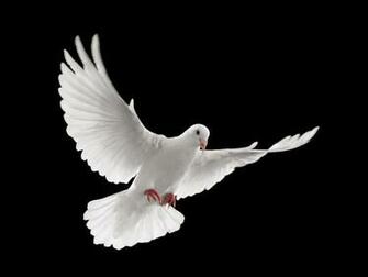 Nice My Heart Goes Out To You Dslr Background Image Fallen