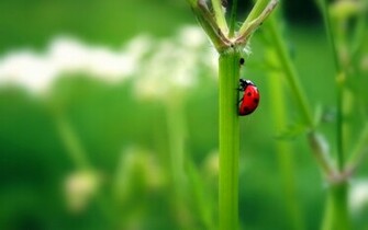 Ladybug Wallpaper