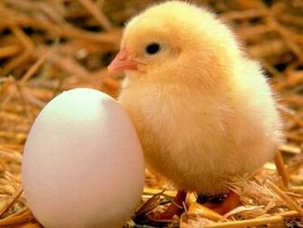 Cute Baby Chick Good Wallpaper Pics