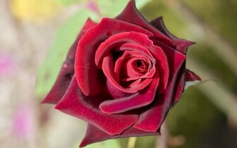Red Rose Deep HD Wallpaper For Desktop