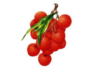 Red Berries Desktop Pc And Mac Wallpaper